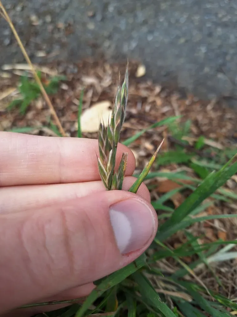 Chilean Brome