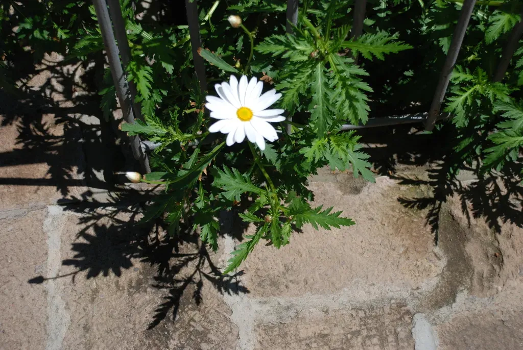 Argyranthemum Broussonetii
