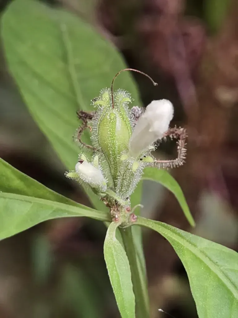 Ruellia Golfodulcensis