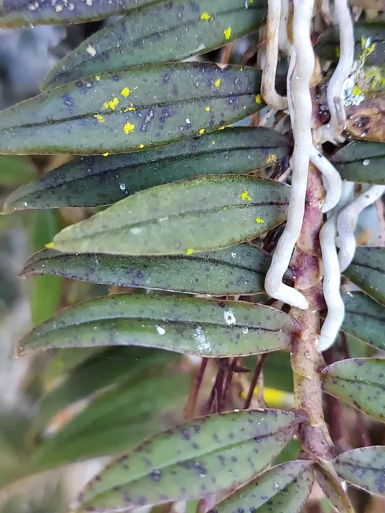 Thrixspermum Japonicum