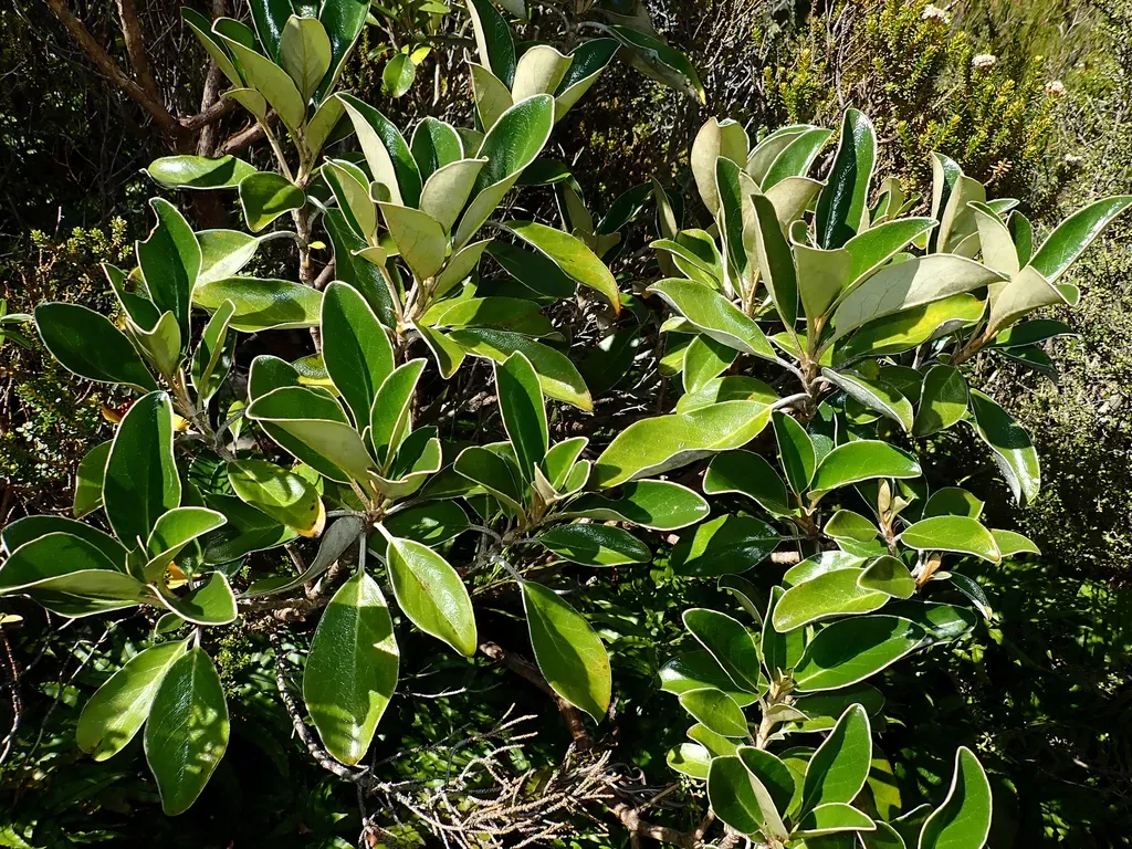 Brachyglottis Buchananii