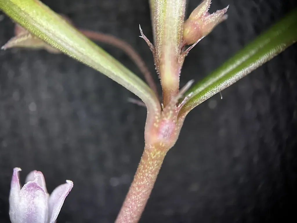 Scleromitrion Diffusum