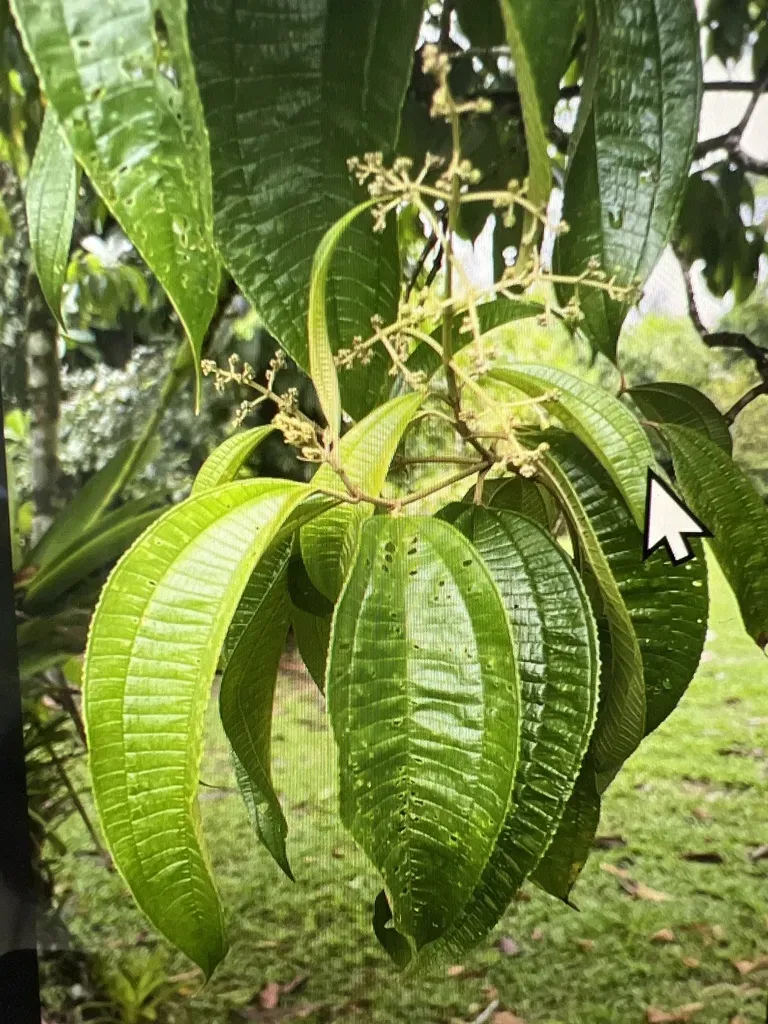 Miconia Affinis