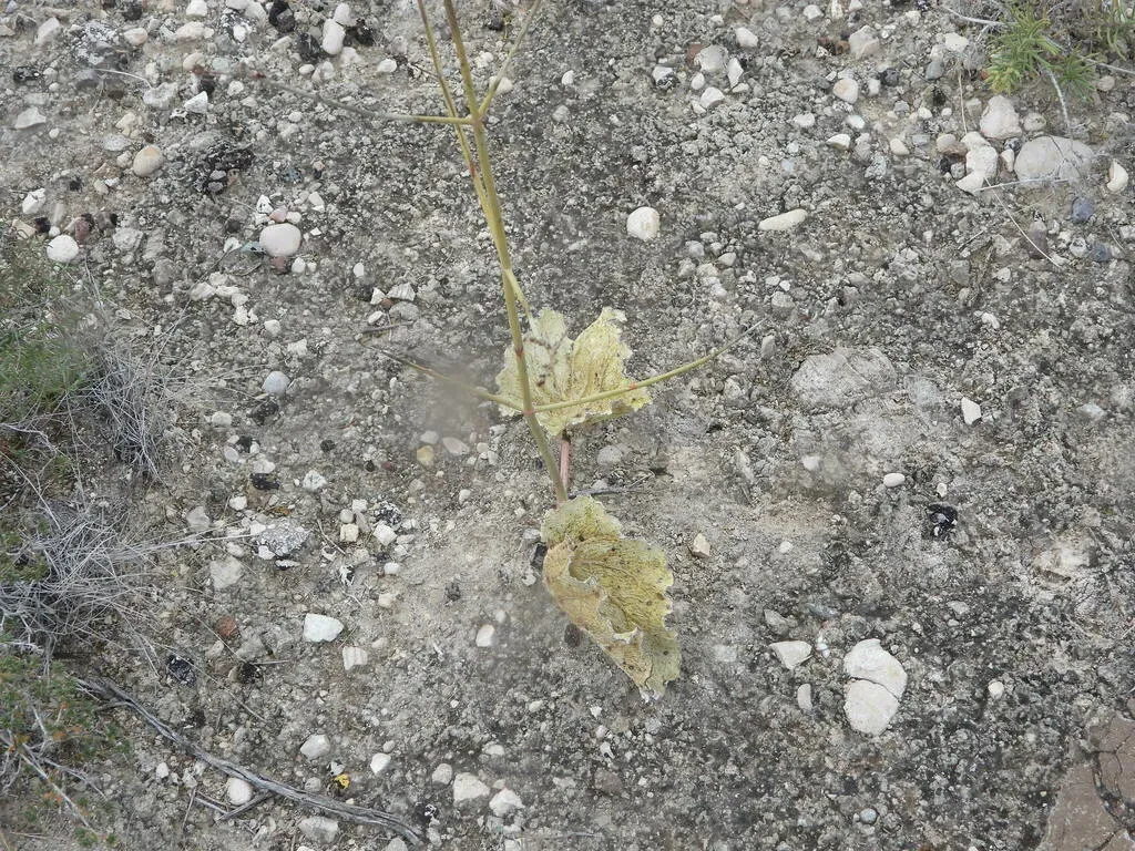 Southwestern Ringstem