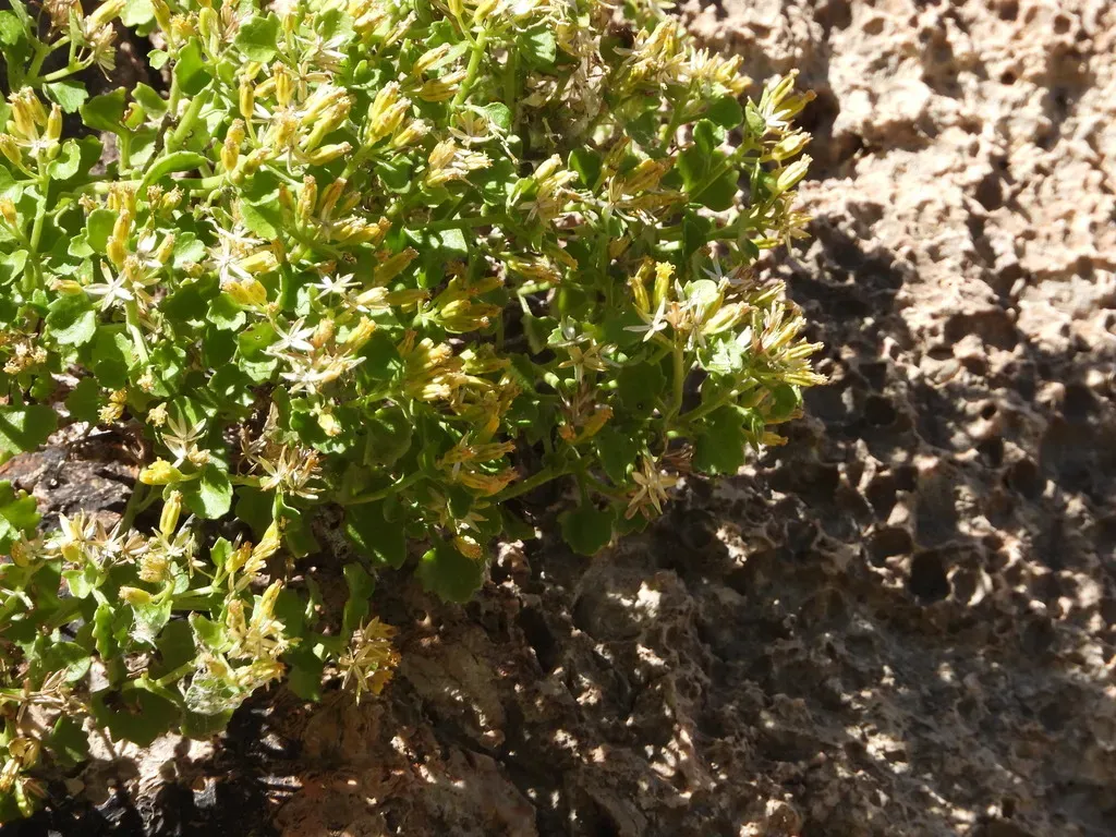 Fiveflower Rockdaisy