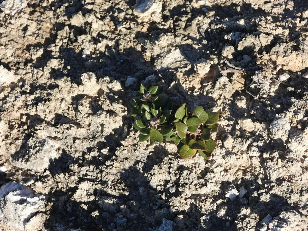 Gypsum Wild-buckwheat