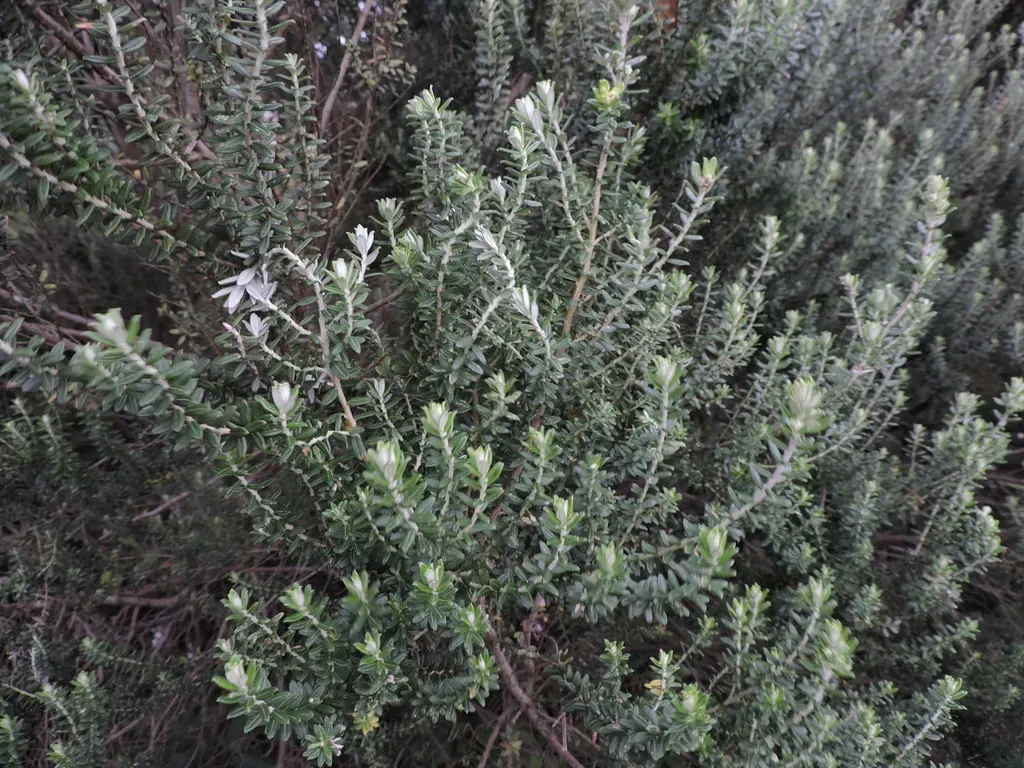Baccharis Uncinella