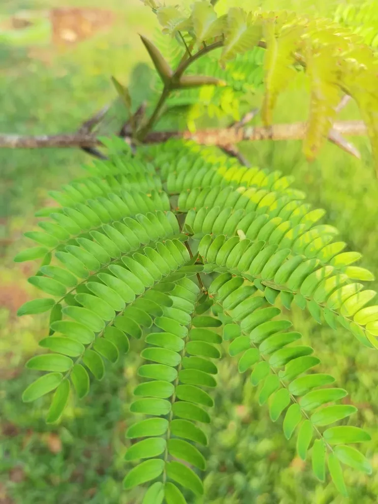 Ant Acacia