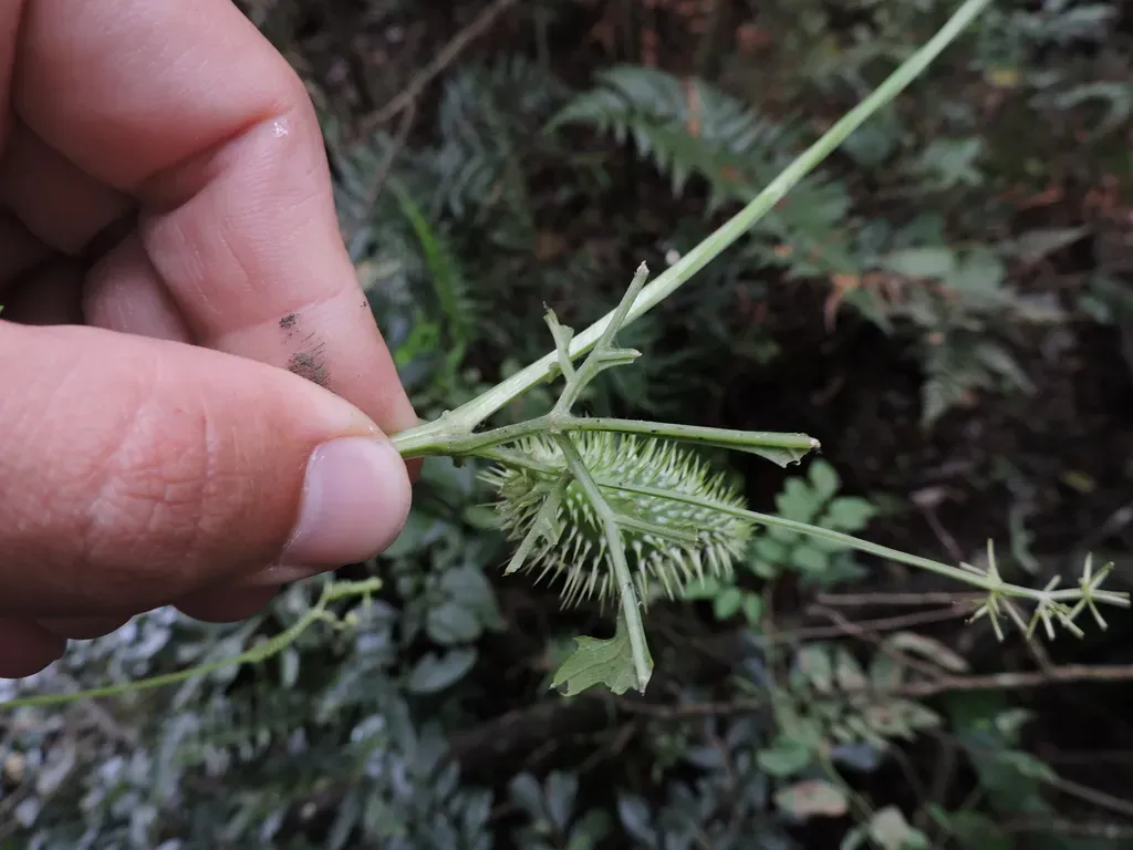 Echinopepon Racemosus