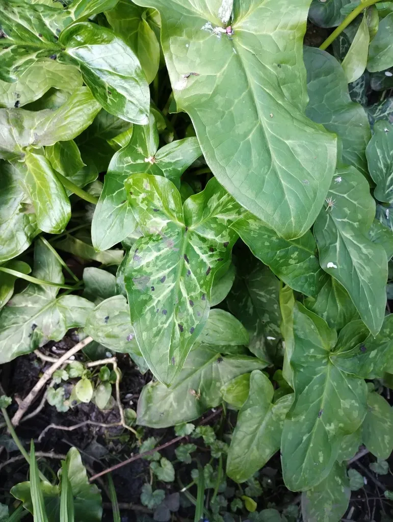 Arum Italicum × Maculatum