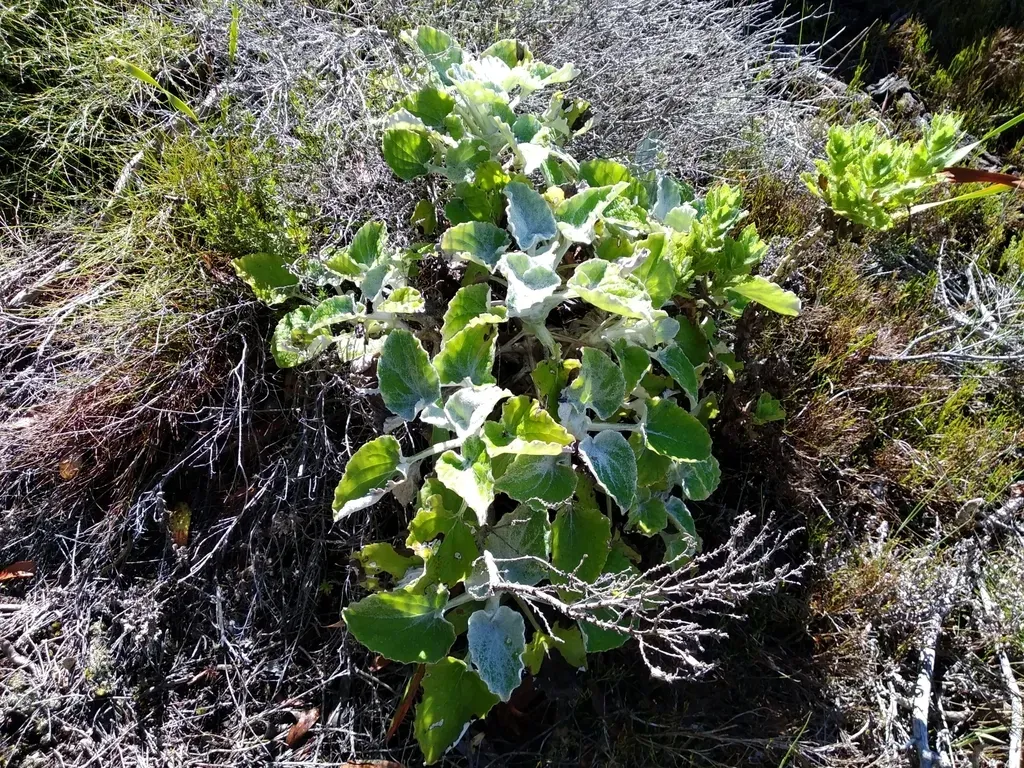Mullein Ragwort