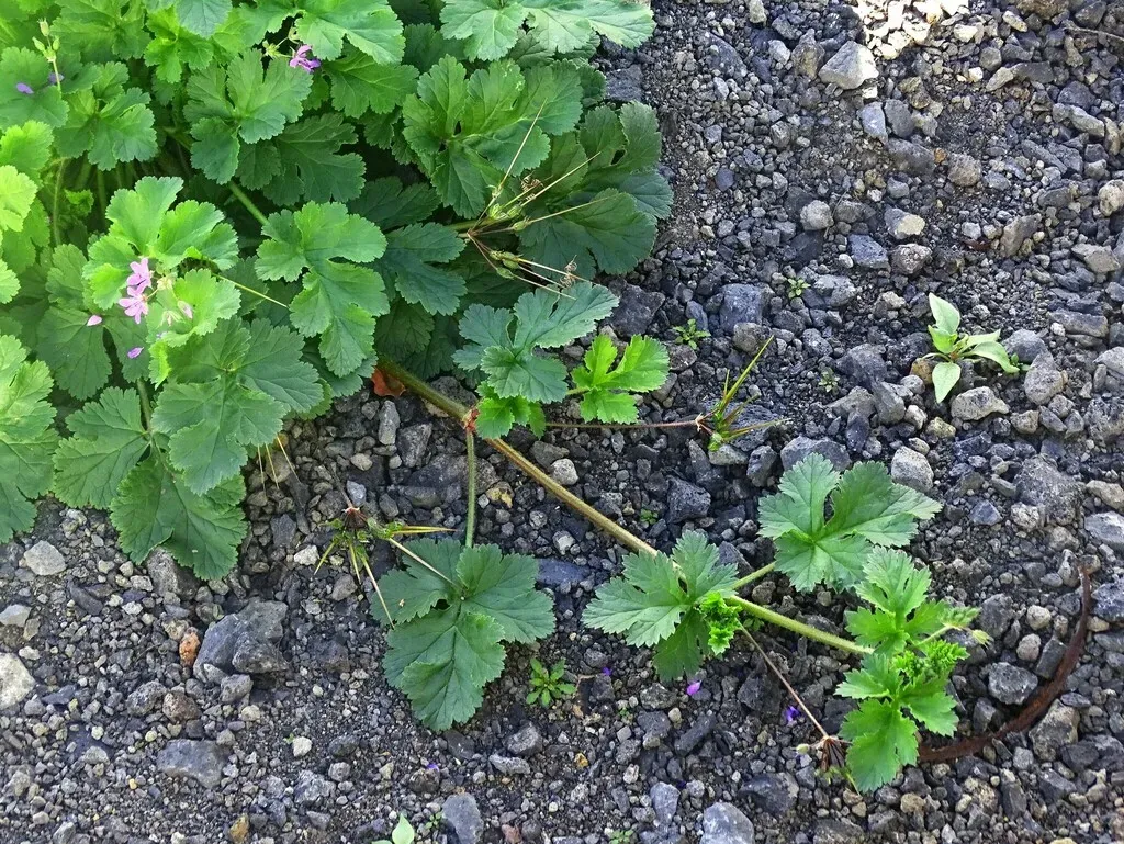 Three-lobed Stork's-bill