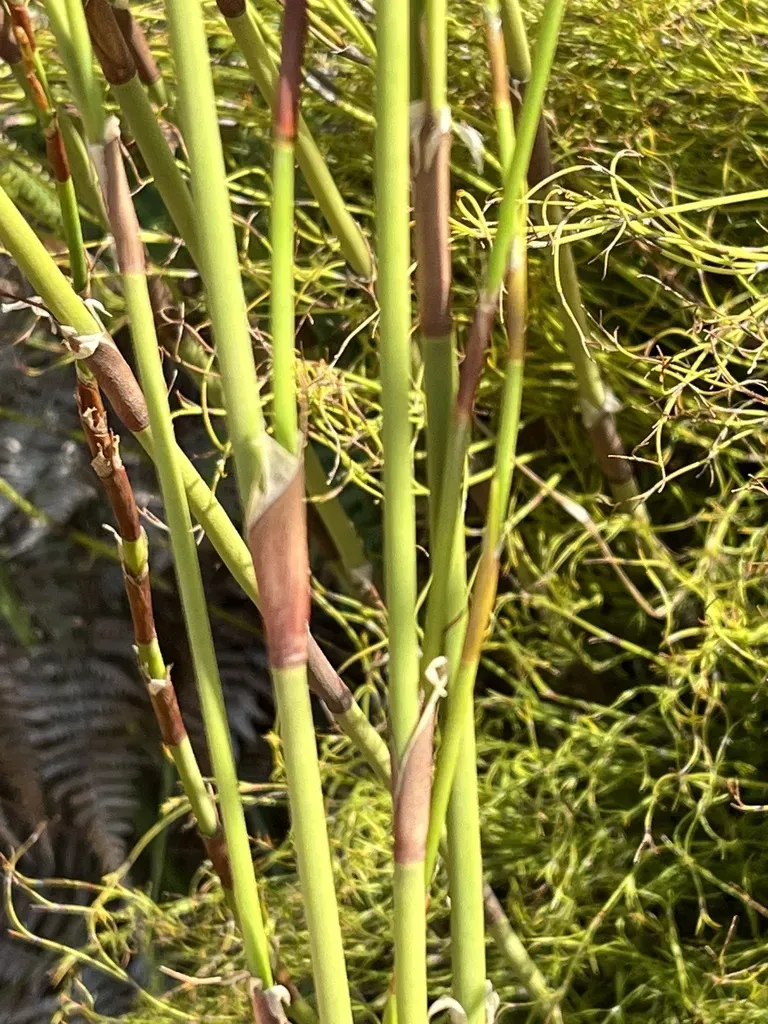 Fringebract Capereed