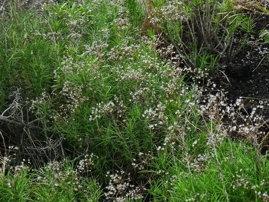 Phagnalon Umbelliforme
