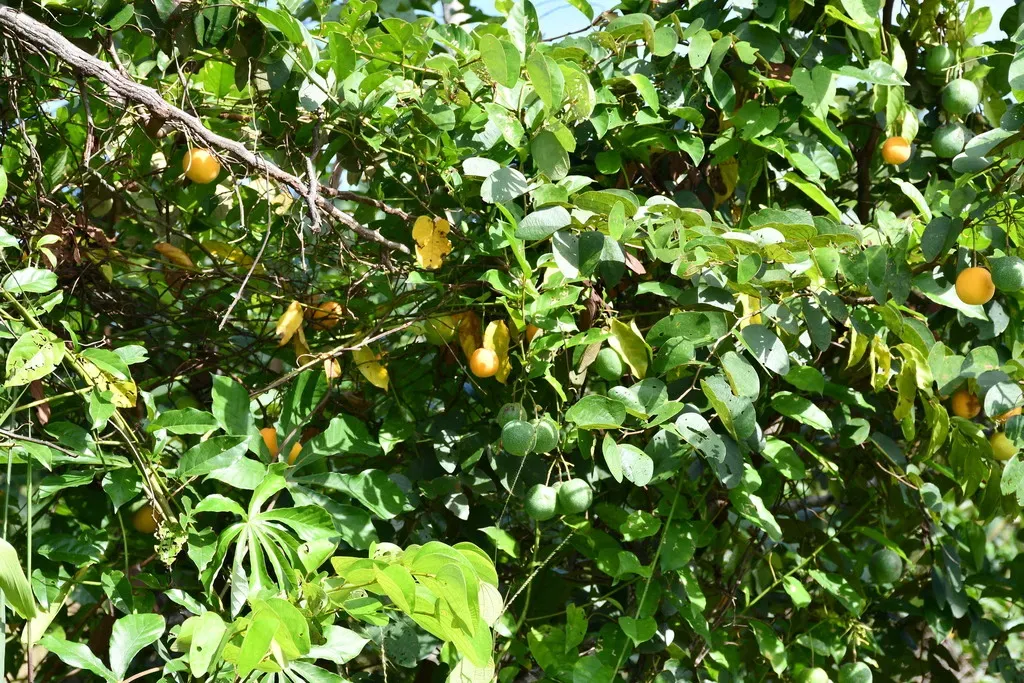 Passiflora Nigradenia