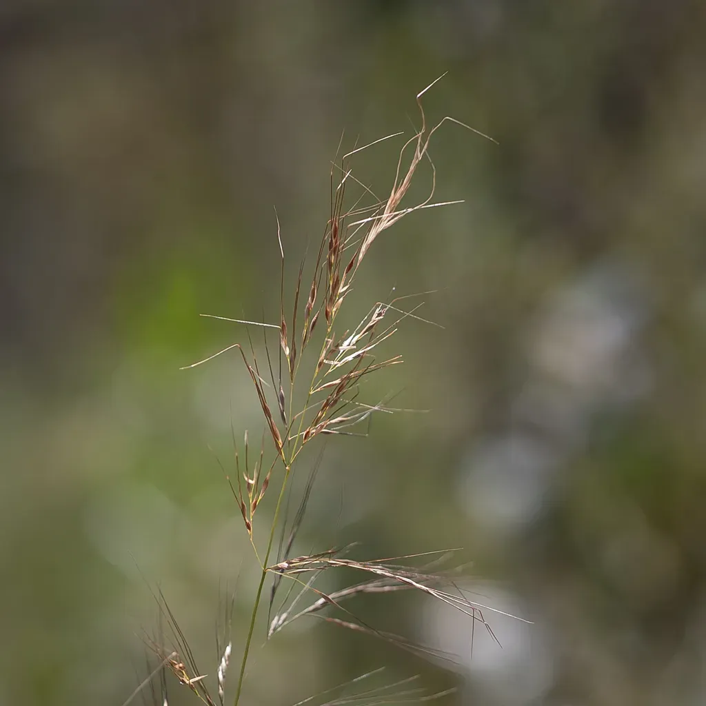 Austrostipa Puberula