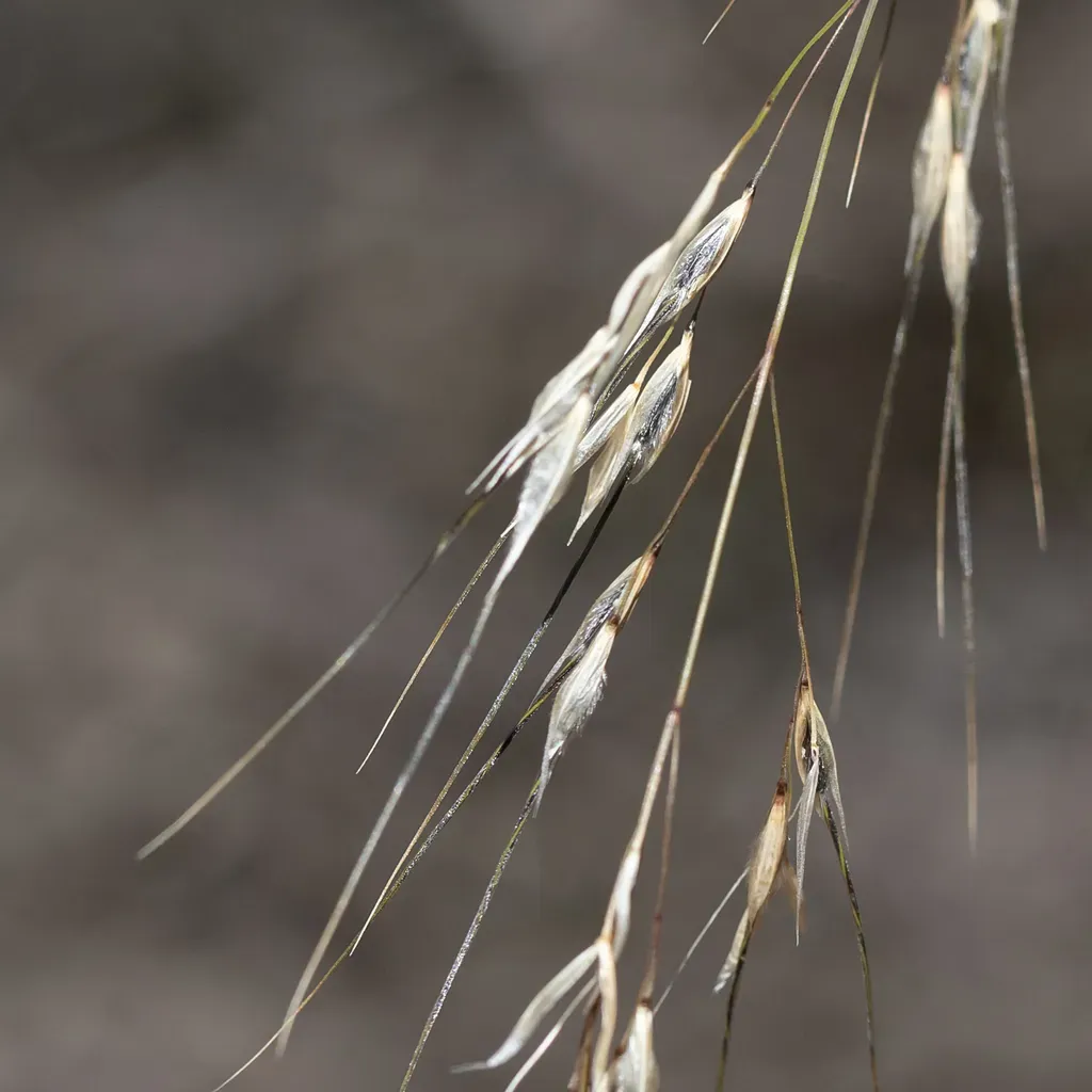 Austrostipa Setacea
