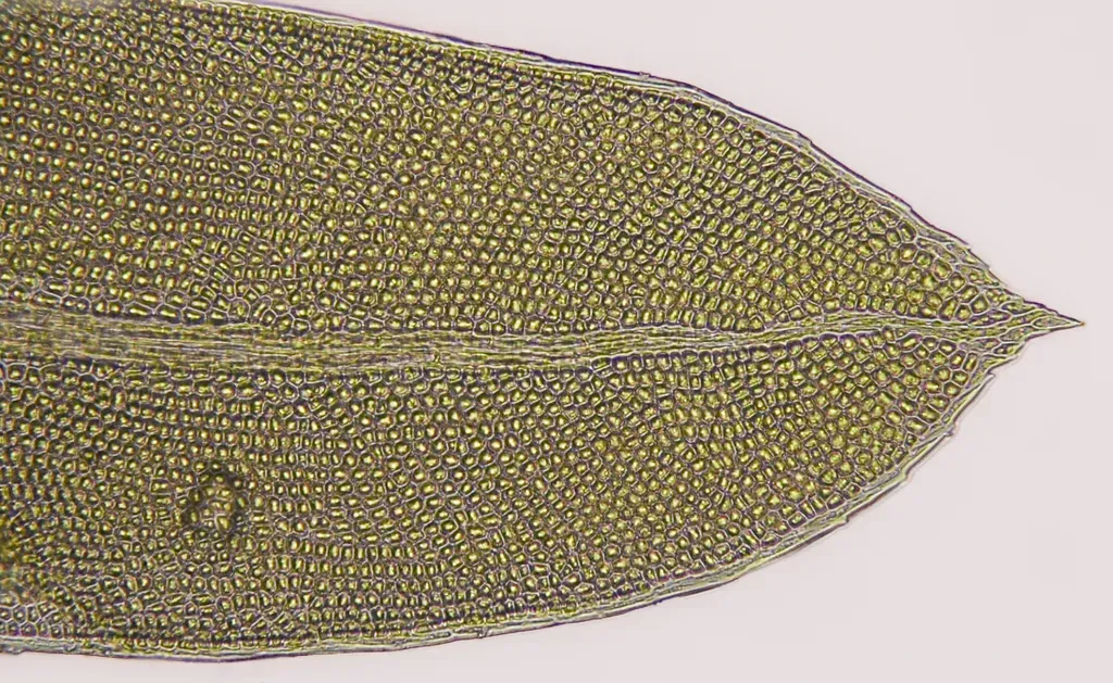 Fissidens Sublimbatus