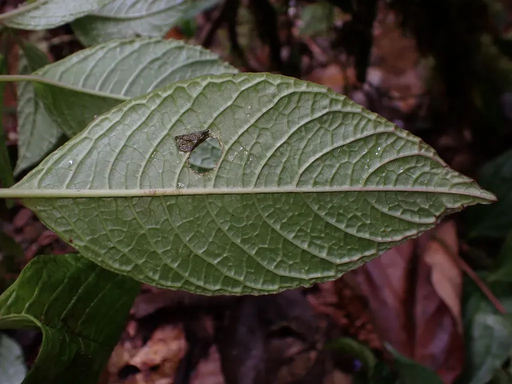 Burmeistera Cyclostigmata