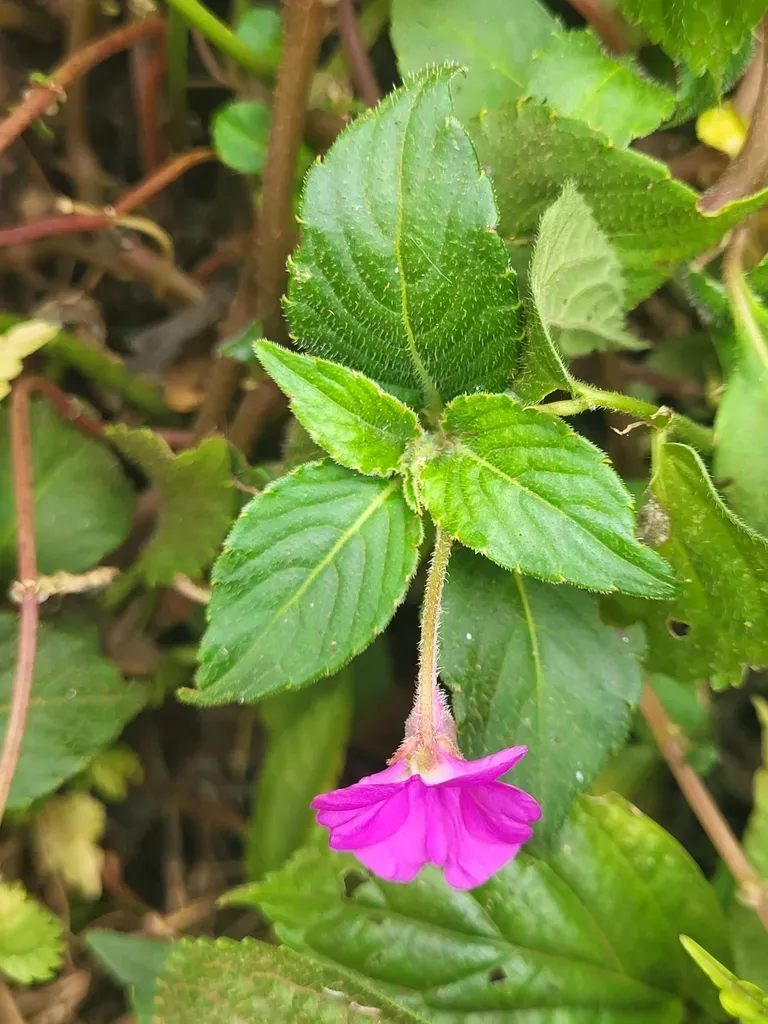 Impatiens Rubricolor