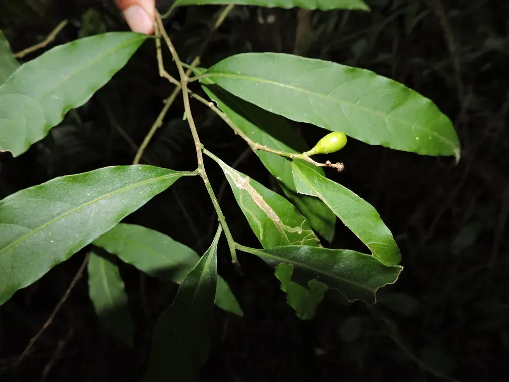 Intermediate Cestrum