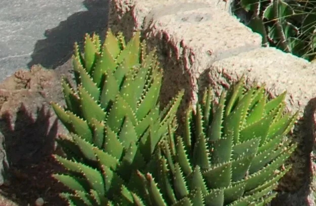 Krantz-mitre Aloe Hybrid