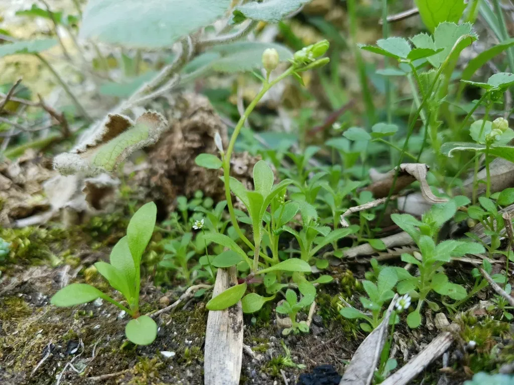 Ionopsidium Albiflorum