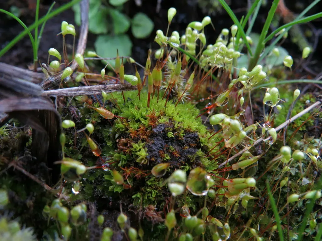 Fringed Extinguisher Moss