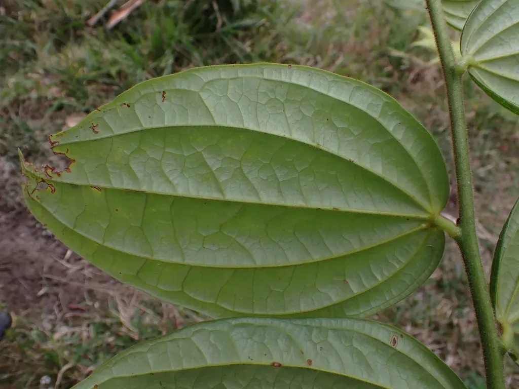 Psammisia Ferruginea