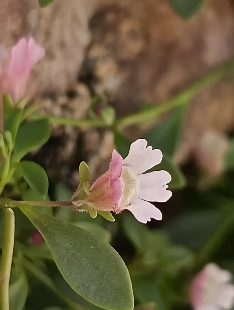 Chaenorhinum Flexuosum