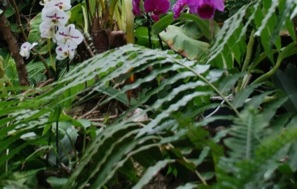 Giant Vine Fern