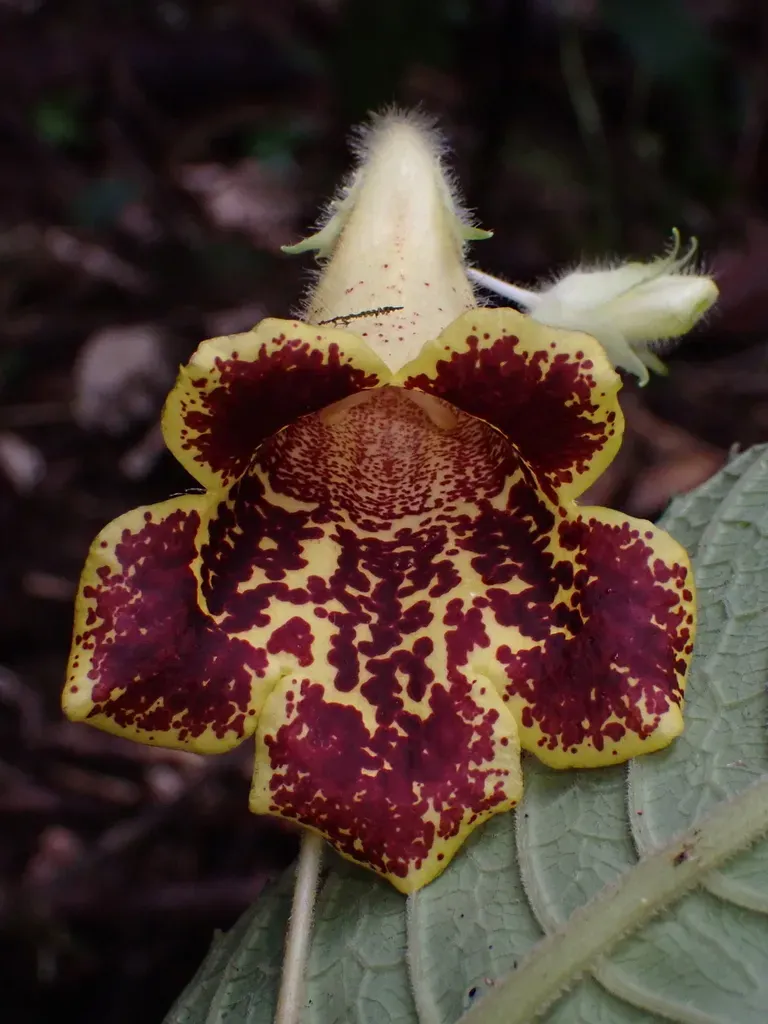 Gasteranthus Leopardus