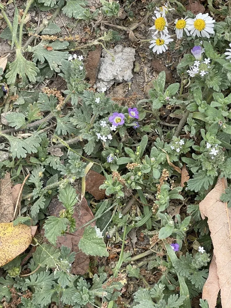Mountain Red-root Cryptantha