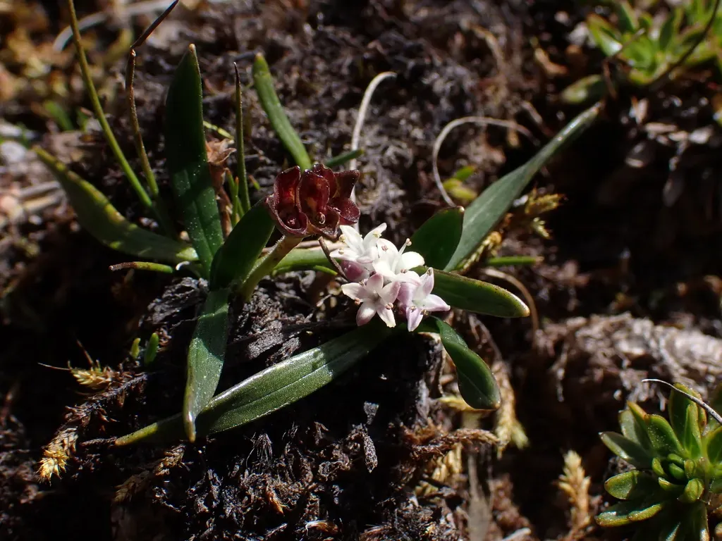 Valeriana Bracteata