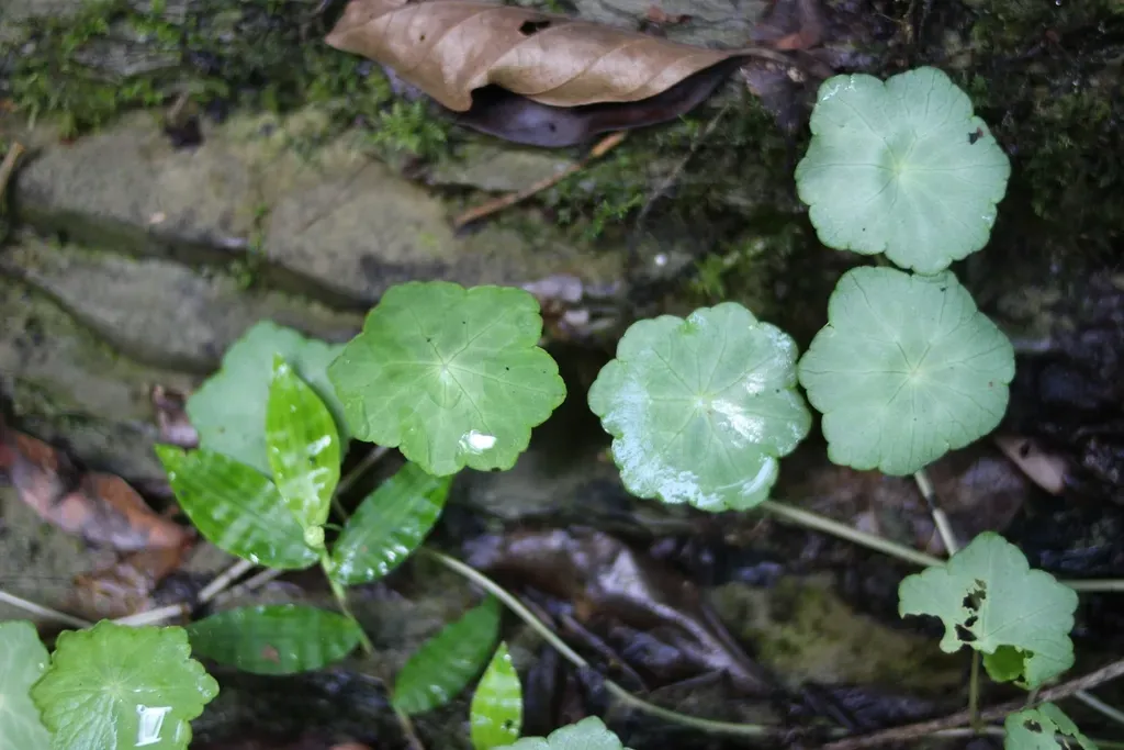 Hydrocotyle Langsdorffii