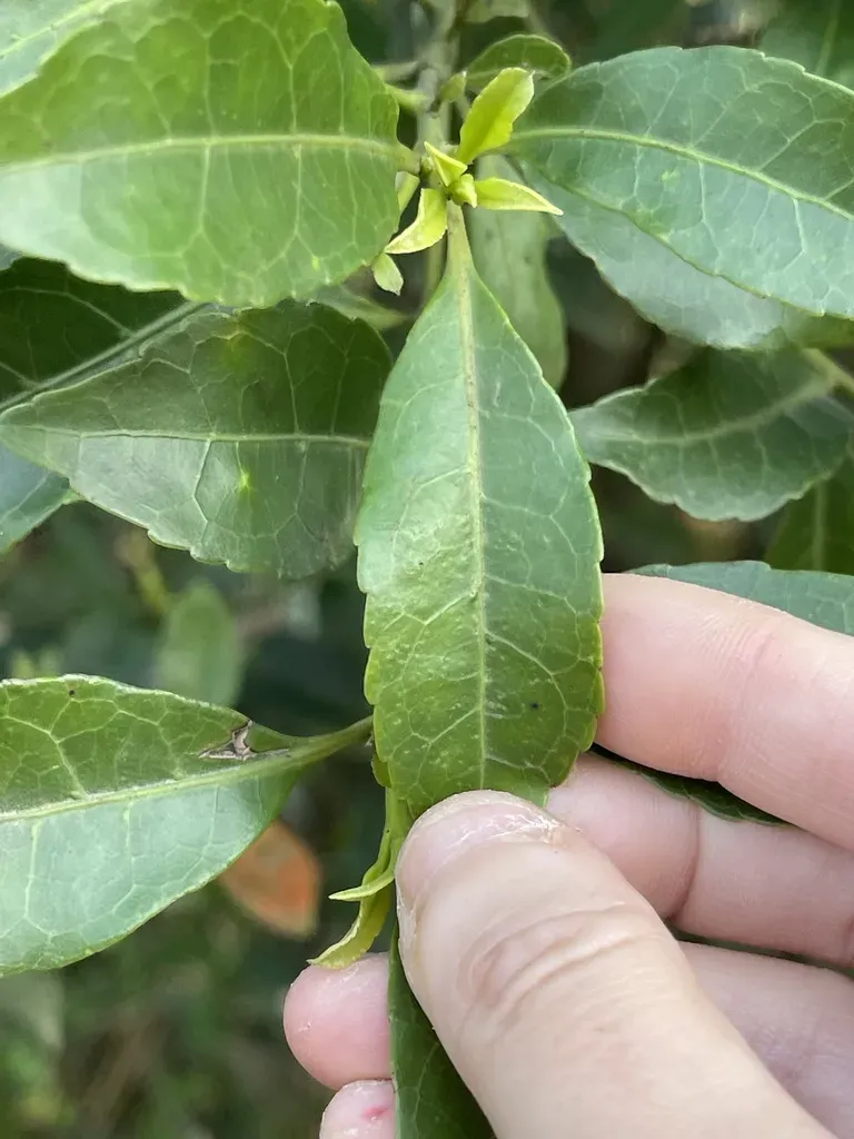 Elaeocarpus Sylvestris