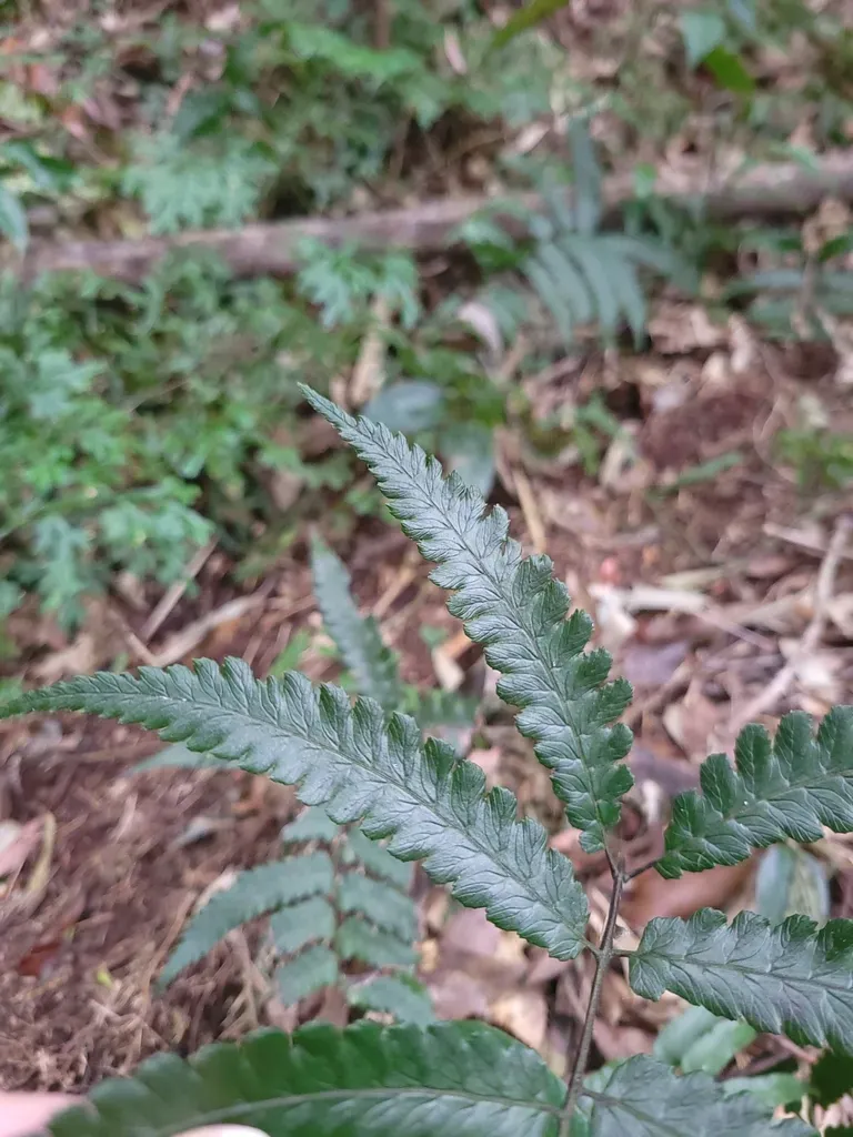 Diplazium Mettenianum