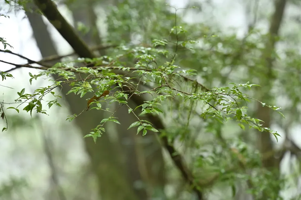 Eurya Leptophylla