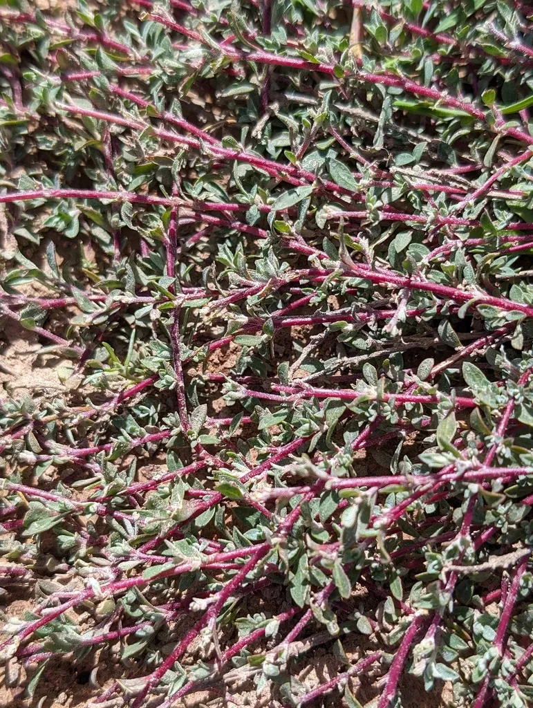 South Coast Saltscale