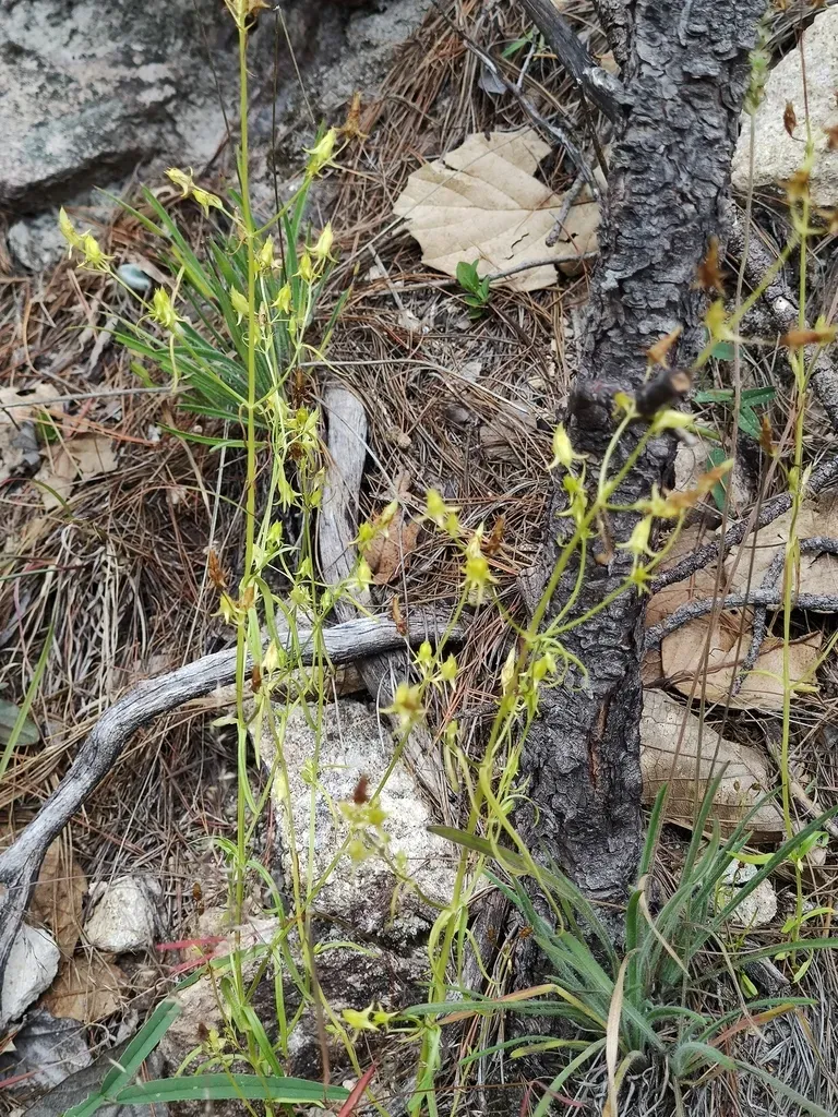 Mt. Graham Spurred Gentian