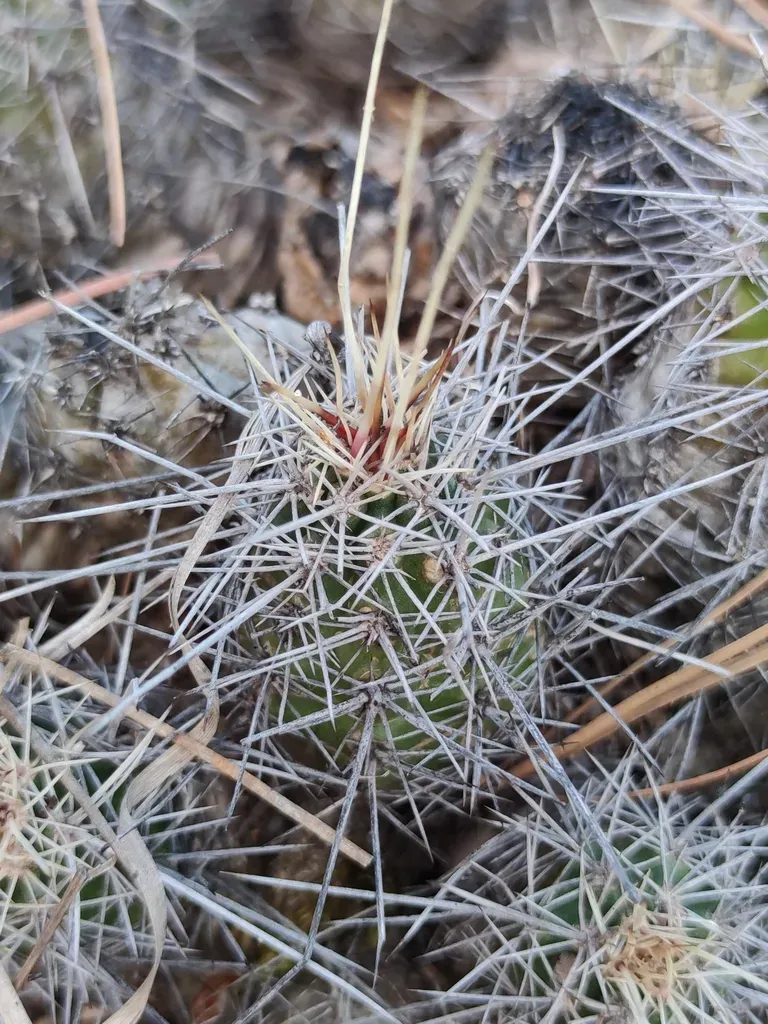 Echinocereus Salm-dyckianus