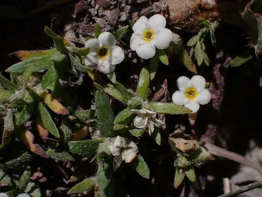 Plagiobothrys Linifolius