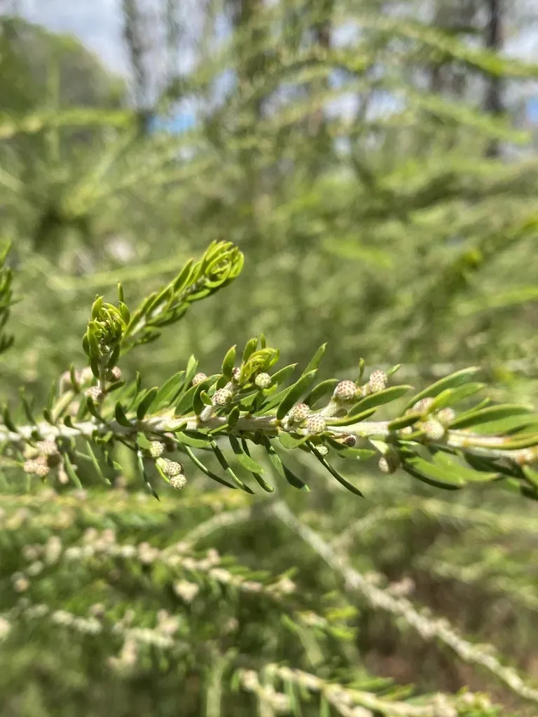 Acacia Torringtonensis
