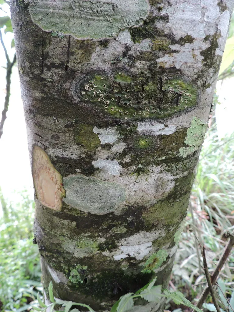 Nectandra Lanceolata