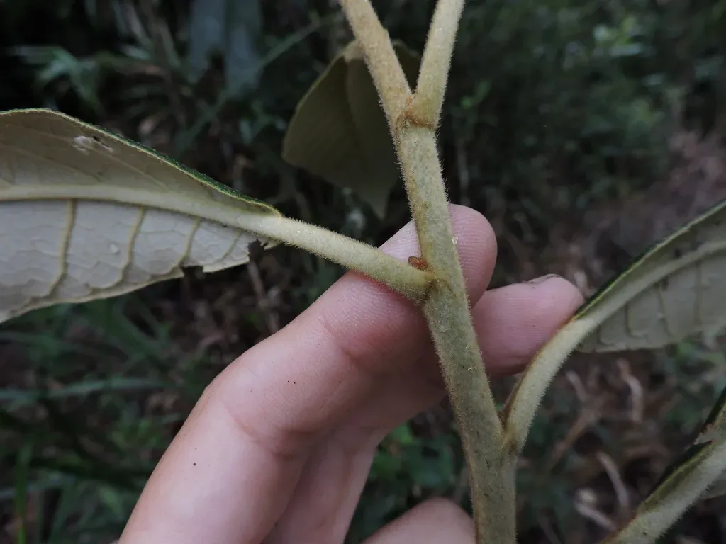 Piptocarpha Axillaris