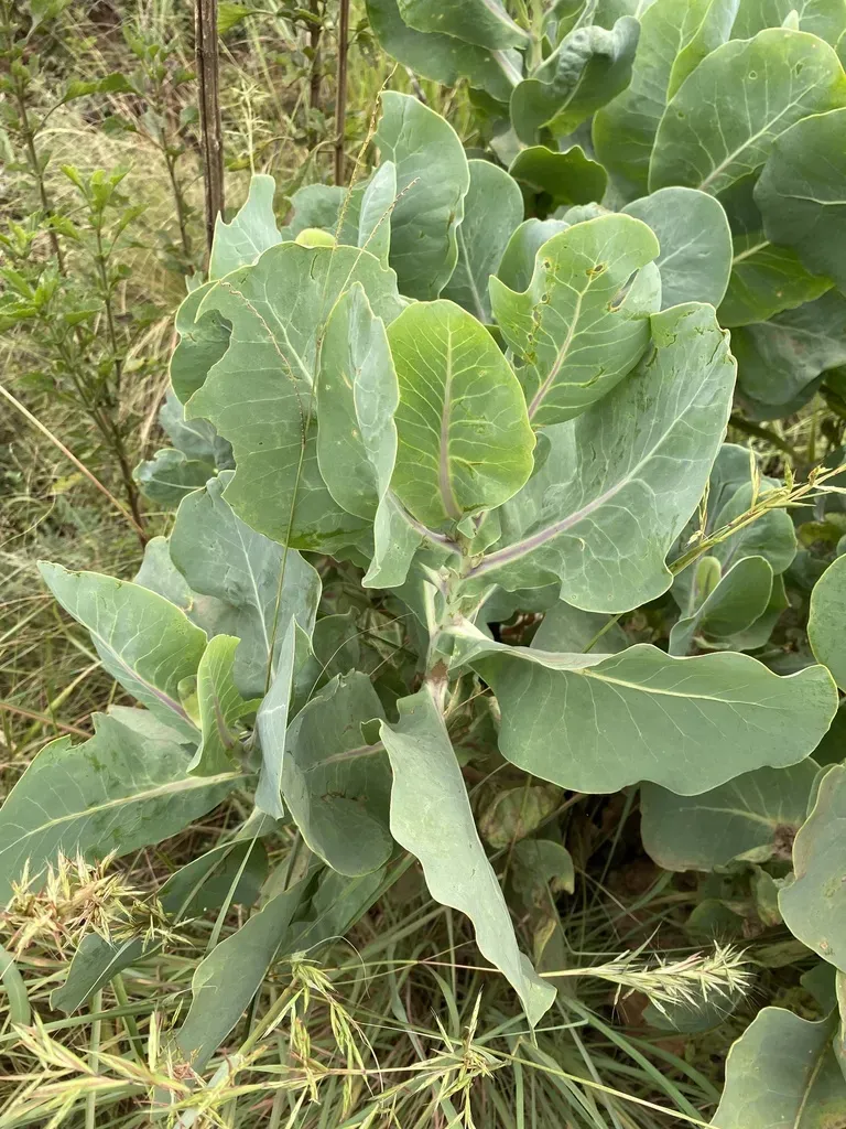 Broad-leaved Fluffbush