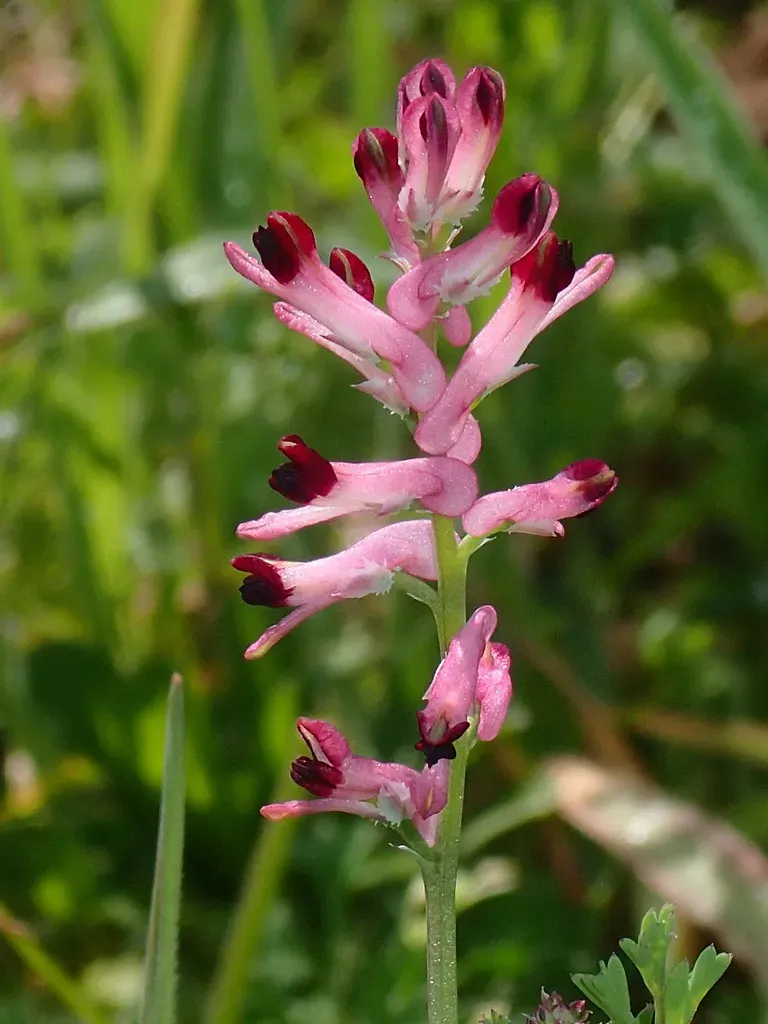 Tall Ramping Fumitory