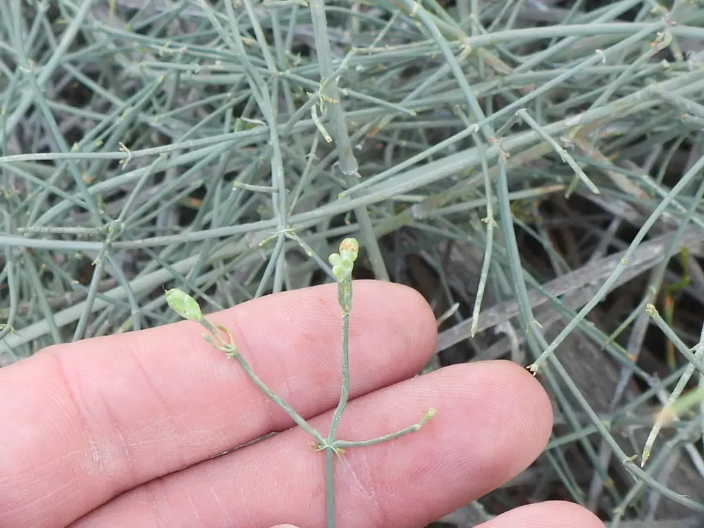 Ephedra Foliata