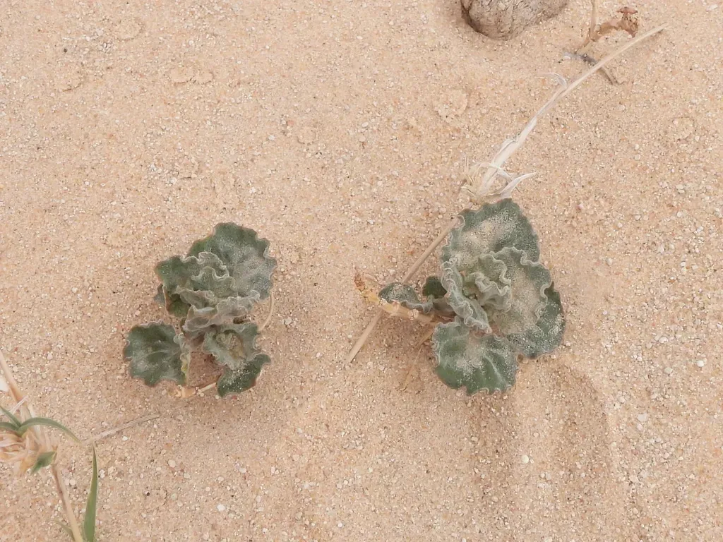 Cynanchum Registanense