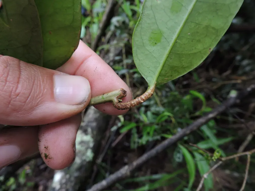 Solanum Inodorum